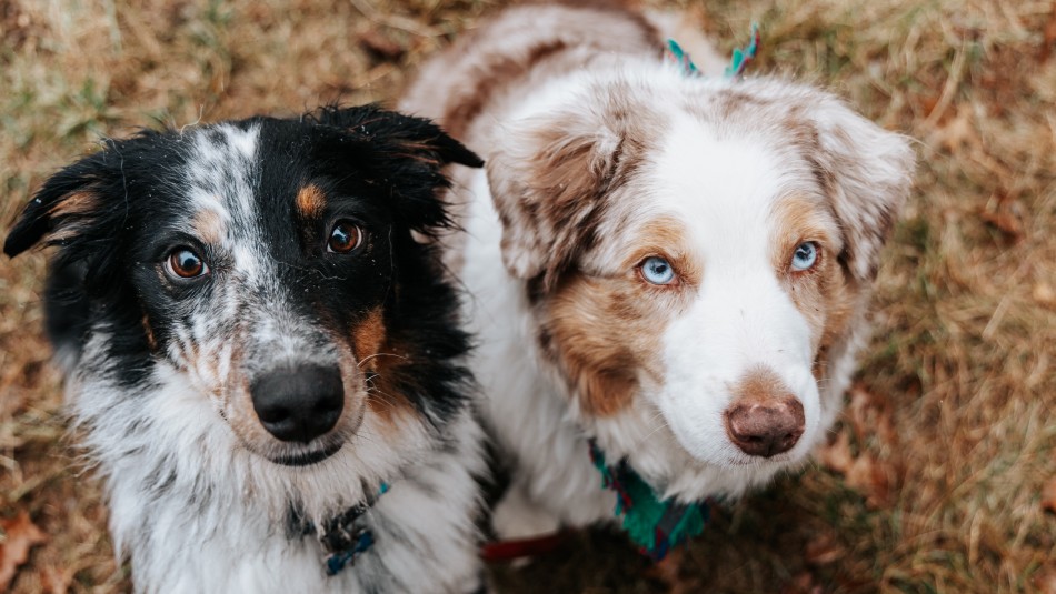 Son los más amigables Las cinco razas de perros que mejor se llevan con otros animales Son los más amigables Las cinco razas de perros que mejor se llevan con otros animales