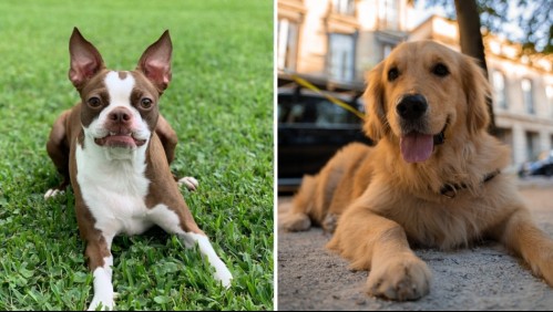 Son amigables: Estas son las cinco razas de perros que mejor se llevan con otros animales