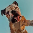 Conoce cuáles son los perros que son considerados los más dormilones. Se trata de animales que pasarán muchas horas durmiendo, pero no significa que no tienen energía cuando están despiertos.