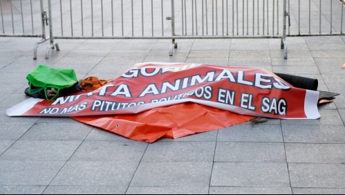 SAG reacciona a protesta con un león muerto frente a La Moneda ¿Qué se sabe del caso?