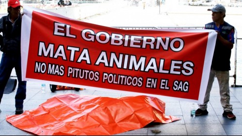 Dejan un león muerto en La Moneda: Representantes de zoológico se manifiestan contra el Gobierno