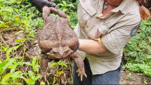 Lo describieron como un 'monstruo': Encuentran gigante sapo de 2,7 kilos en parque de Australia