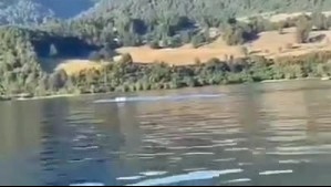 ¿El 'monstruo' del lago Ranco?: Captan a supuesta criatura en la región de Los Ríos y las redes estallan