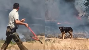 'Lo volvería a hacer': La arriesgada maniobra de Carabinero para rescatar a perro encadenado en un incendio forestal