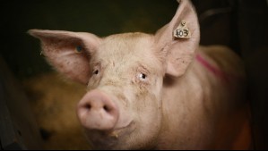 Cerdo mata a carnicero que lo iba a sacrificar en Hong Kong