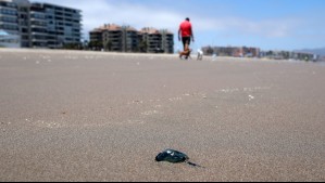 Fragata portuguesa en Chile: ¿Qué hago si me pica una?