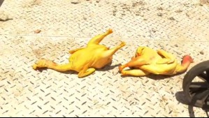 Pintaban pollos con colorante amarillo para disimular su mal estado y venderlos en la calle