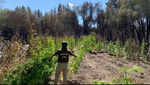 Estaban combatiendo un incendio forestal y encontraron más de 170 plantas de marihuana