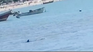 Video muestra a tiburón cerca de la orilla de la playa de Dichato: Se tomaron medidas de precaución por el hecho