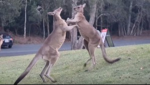 Video muestra violenta pelea entre canguros: Uno cayó encima de carpa donde dormían niñas