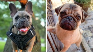 Son verdaderos compañeros: 5 razas de perros que son felices haciéndote compañía