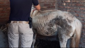 Algunos tenían tumores y desnutrición avanzada: Detienen a presunto autor de maltrato animal en Melipilla