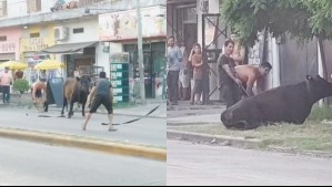 Video capta a grupo de personas que saqueó camión con ganado y faenaron a vacas en la calle de ciudad argentina