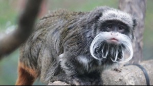 Desaparecen dos monos en zoológico de EEUU: Antes se perdió pantera nebulosa y murió buitre orejudo