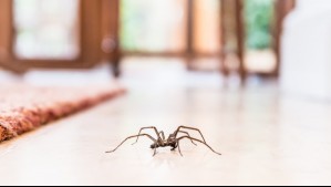 ¿Hay arañas en tu casa? Estos 3 trucos te ayudarán a espantarlas