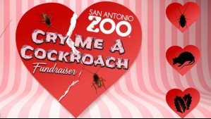 Un particular regalo de San Valentín: Zoológico permite 'bautizar' a una cucaracha con el nombre de tu ex