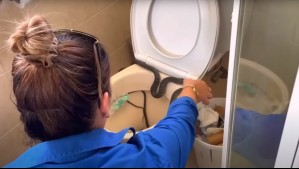 Levantó la tapa del baño y encontró serpiente de más de un metro de largo: Así fue retirada del inodoro