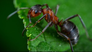 Prometedor hallazgo: Las hormigas pueden detectar el cáncer en la orina, según estudio