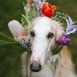 5 razas de perros consideradas las menos cariñosas 5 razas de perros consideradas las menos cariñosas