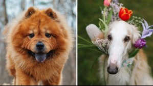 5 razas de perros consideradas las menos cariñosas