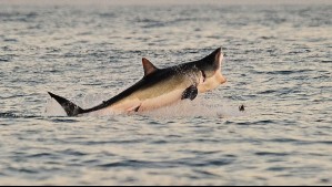 Tiburón ataca y mata a una joven en un río de Australia