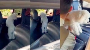 Video muestra rescate de perrito encerrado en un auto en plena ola de calor: Dueños fueron detenidos