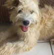 Compraron un sillón para renovar el living y se encontraron con una triste sorpresa: Dentro había una perrita abandonada Compraron un sillón para renovar el living y se encontraron con una triste sorpresa: Dentro había una perrita abandonada