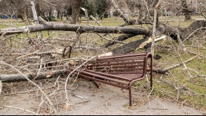 'Hicieron problemas para cortarlos': Habla hermano de adulto mayor que murió tras caída de un tronco en La Serena