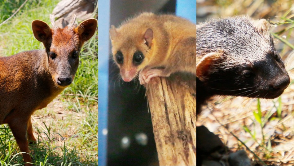 Rescatan a animales silvestres afectados por los incendios forestales en el sur del país