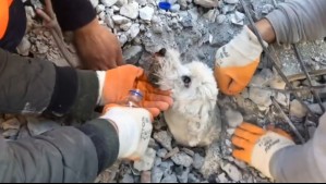 La impactante historia del perrito que fue encontrado con vida bajo los escombros en Turquía