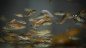 Video muestra varazón de peces en costas de Antofagasta: Experto explica la razón del extraño fenómeno