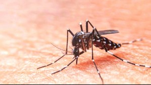Jóvenes son los más afectados: Perú emite alerta por 'intensificación de la transmisión del dengue'