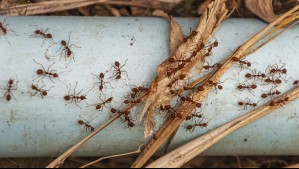 Esta es la época en que están más activas: 5 métodos caseros para sacar hormigas de tu casa