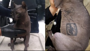Rescatan de cárcel mexicana a un gato tatuado por narcotraficantes vinculados al Cartel de Sinaloa
