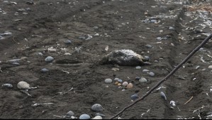 No sería por Influenza Aviar: Investigan aparición de aves muertas en la región de Los Ríos
