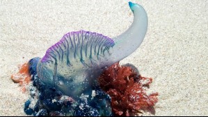 ¿Qué hago si me pica una fragata portuguesa?