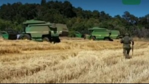 Polémico decomiso de trigo y avena: Comunidad Temucuicui acusa secuestro de cosecha