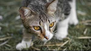 ¿Por qué los gatos entran animales muertos a la casa?