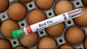 Gripe aviar llega a Argentina: Autoridades declaran 'emergencia sanitaria'