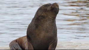 Detectan primer caso de gripe aviar en un mamífero marino en Chile: ¿Qué se sabe hasta el momento?