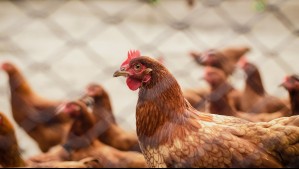 Gripe aviar en Chile: ¿Pueden contagiar los animales a los humanos?
