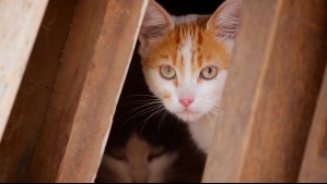 Encuentran en Vietnam cerca de 2 mil gatos muertos destinados a la medicina tradicional