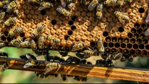 La mujer 'defensora de las abejas' que retira colmenas en vez de exterminarlas en Estados Unidos