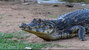 Mujer muere tras ser atacada por un caimán mientras paseaba a su perro en EEUU