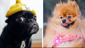 Se roban corazones: Estas son las razas de perros más bonitos
