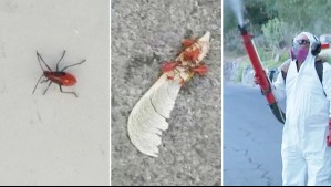 'Bastante molesto e invasivo': Preocupación en vecinos de La Reina por presencia de insecto importado