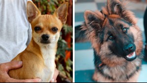 Se quedarán siempre a tu lado: Estas son las razas de perros más leales del mundo