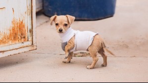 Se recuperó a chihuahua de dos meses que fue robado y que se intentó vender por Facebook: Fue devuelto a dueño