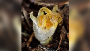 Se pensaba extinta: Científicos redescubren la extraña planta 'linterna de hadas' en un bosque japonés