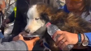 La historia del perrito que sobrevivió tres semanas entre escombros tras terremoto en Turquía